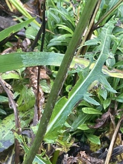 Cirsium rivulare