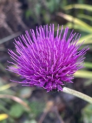 Cirsium rivulare