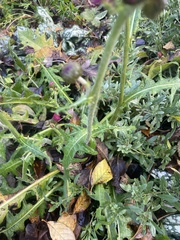 Cirsium rivulare