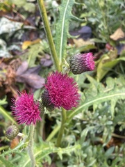 Cirsium rivulare