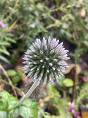 Echinops bannaticus