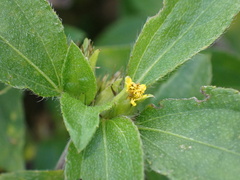 Synedrella nodiflora