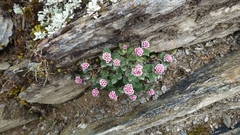 Spiraea morrisonicola