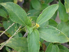 Synedrella nodiflora