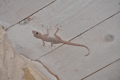 Ptyodactylus hasselquistii