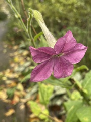 Nicotiana alata