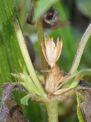 Synedrella nodiflora