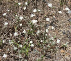 Drosanthemum calycinum