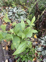 Nicotiana alata
