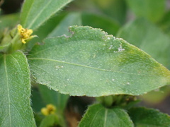 Synedrella nodiflora
