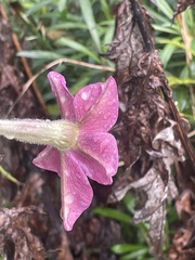 Nicotiana alata