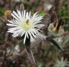 Drosanthemum calycinum