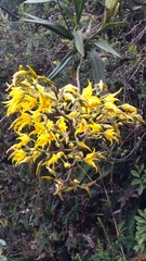 Cyrtochilum