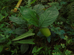 Monsteroideae