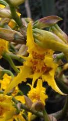 Cyrtochilum