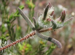 Drosanthemum calycinum