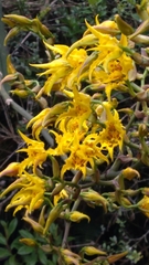 Cyrtochilum