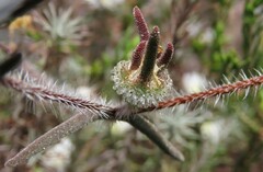 Drosanthemum calycinum