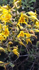 Cyrtochilum