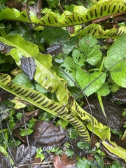 Asplenium scolopendrium scolopendrium