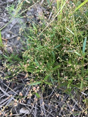 Trigastrotheca stricta