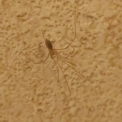 Pholcus phalangioides