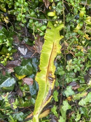 Asplenium scolopendrium scolopendrium