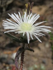 Drosanthemum calycinum
