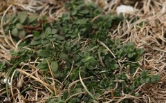 Glandora prostrata
