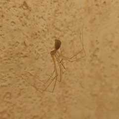 Pholcus phalangioides
