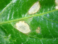 Cercospora mercurialis