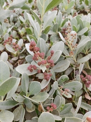 Conocarpus