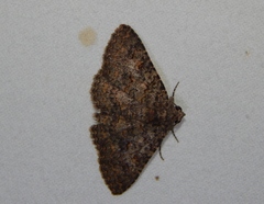 Polydesma umbricola
