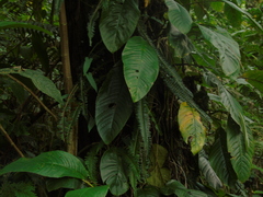 Monsteroideae
