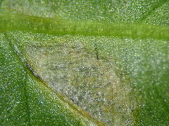 Cercospora mercurialis