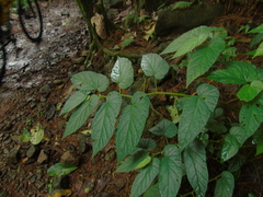 Begonia longifolia