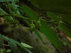 Begonia longifolia