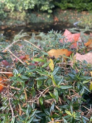 Berberis julianae