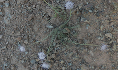 Jasione