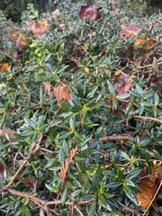Berberis julianae