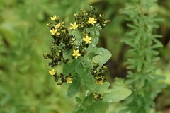 Hypericum punctatum