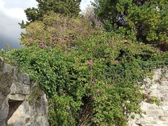 Bougainvillea glabra