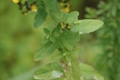 Hypericum punctatum