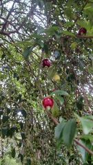 Eugenia involucrata