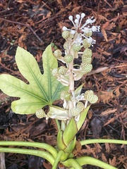 Fatsia japonica