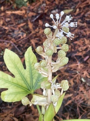 Fatsia japonica