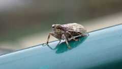 Issus coleoptratus