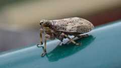 Issus coleoptratus