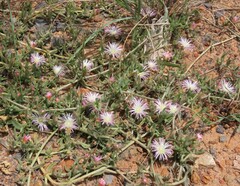Mesembryanthemum canaliculatum