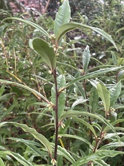 Sarcococca